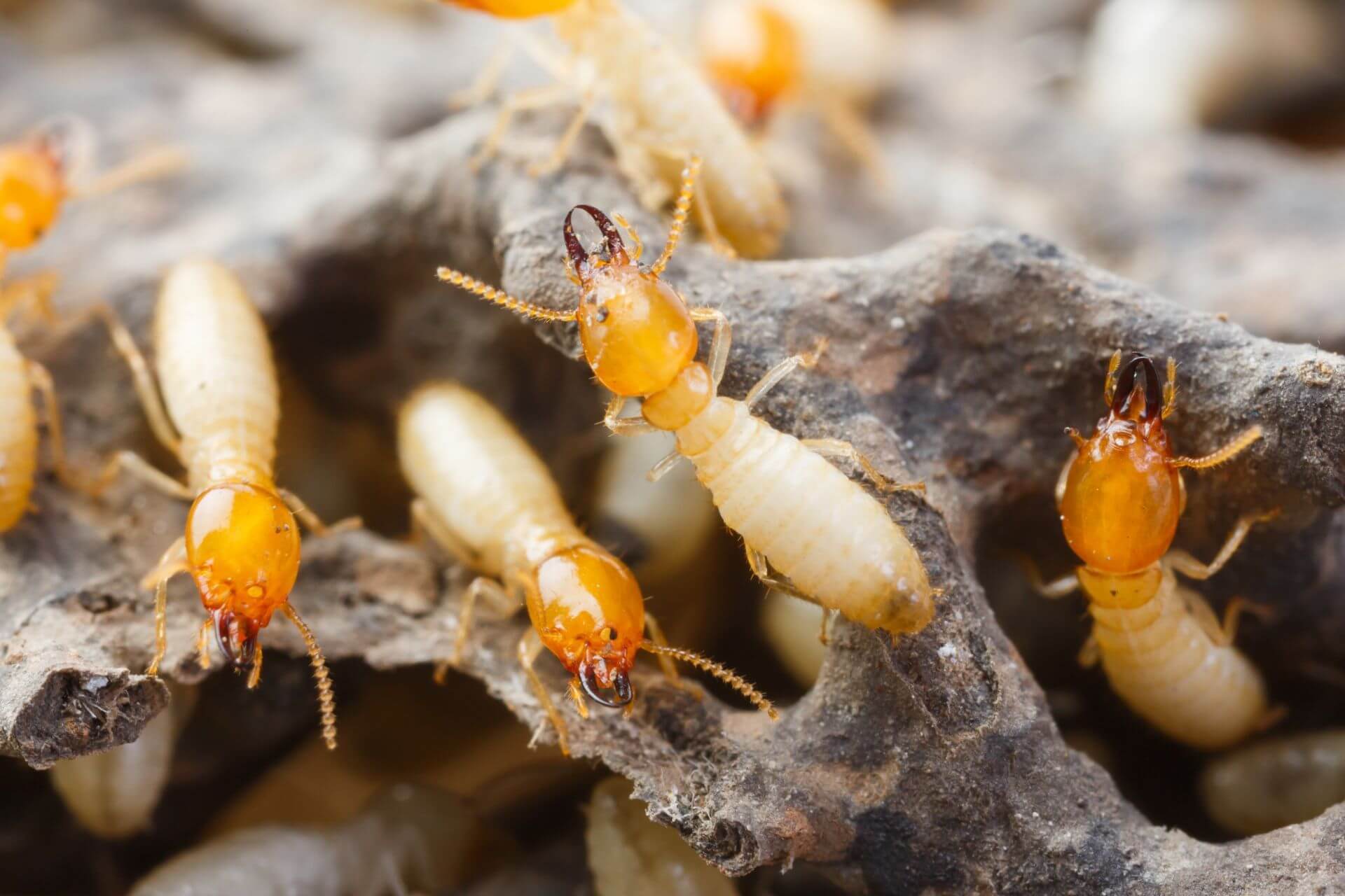 Termite Treatment Oahu