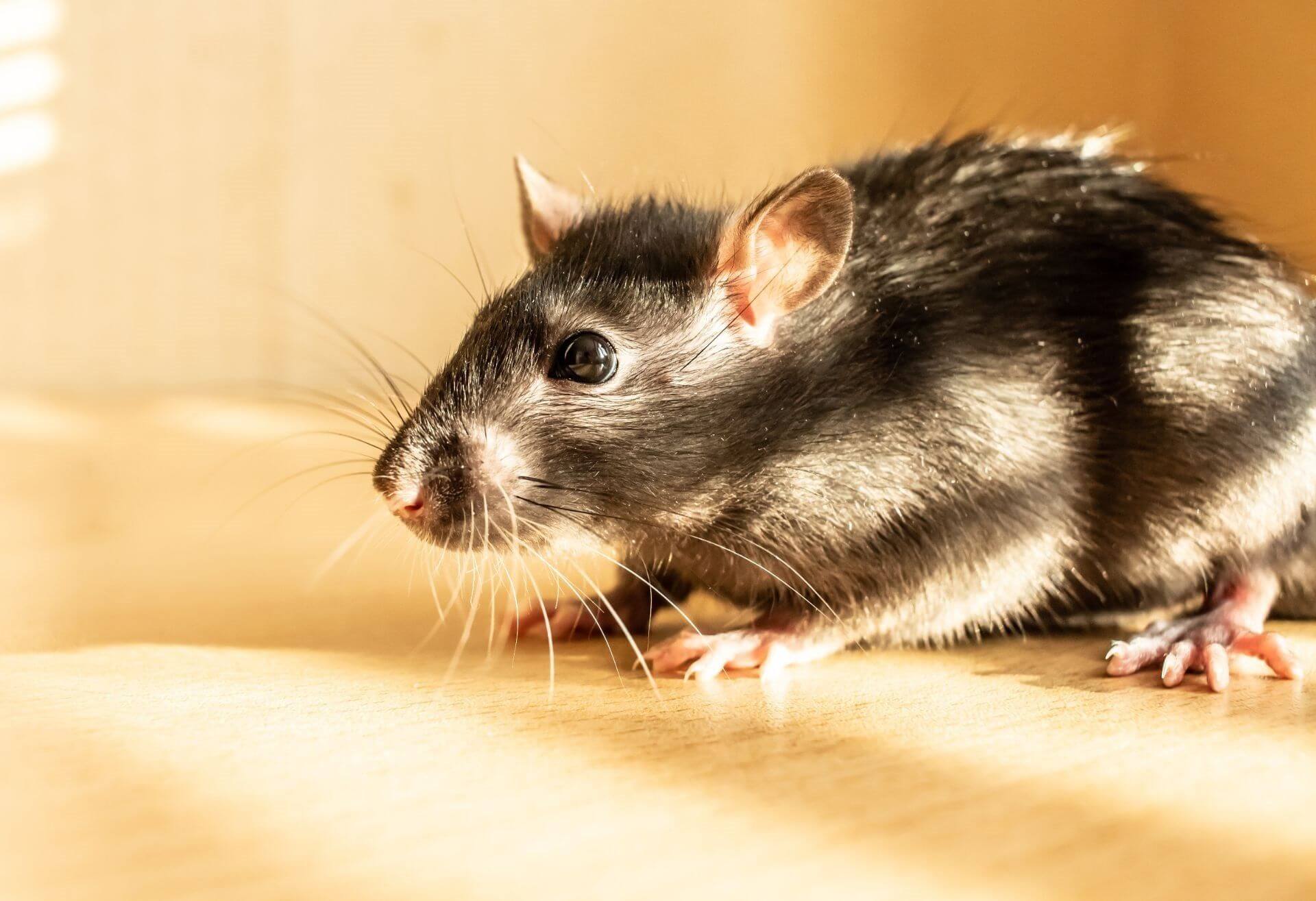 What Indicates a Rodent Problem on Oahu