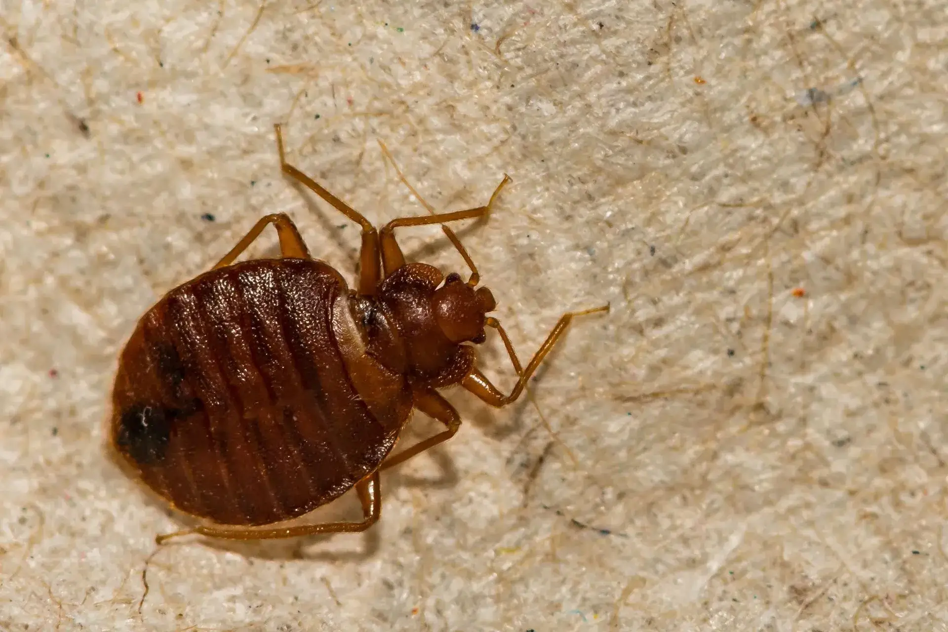 Signs your home is infested with bed bugs on Maui
