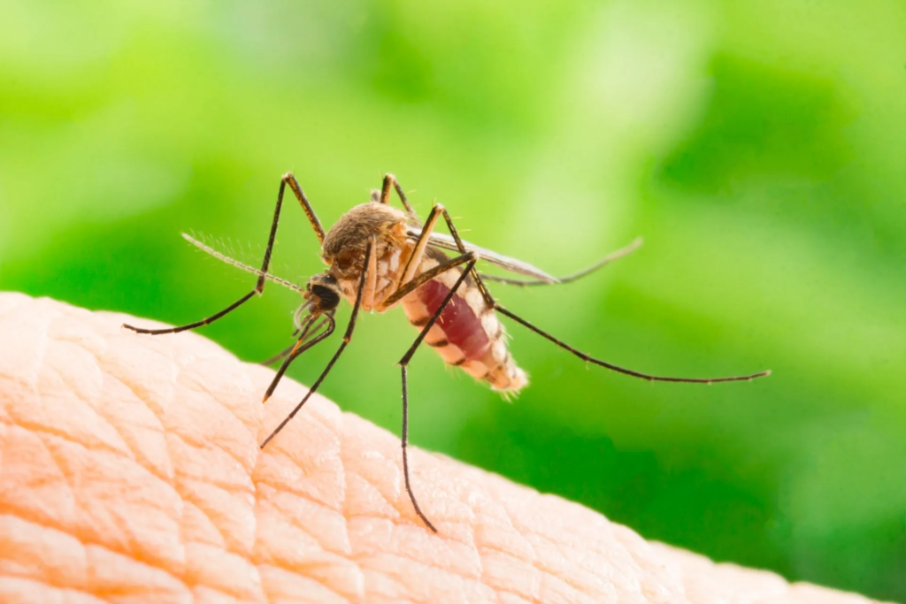 mosquitoes extermination wailuku