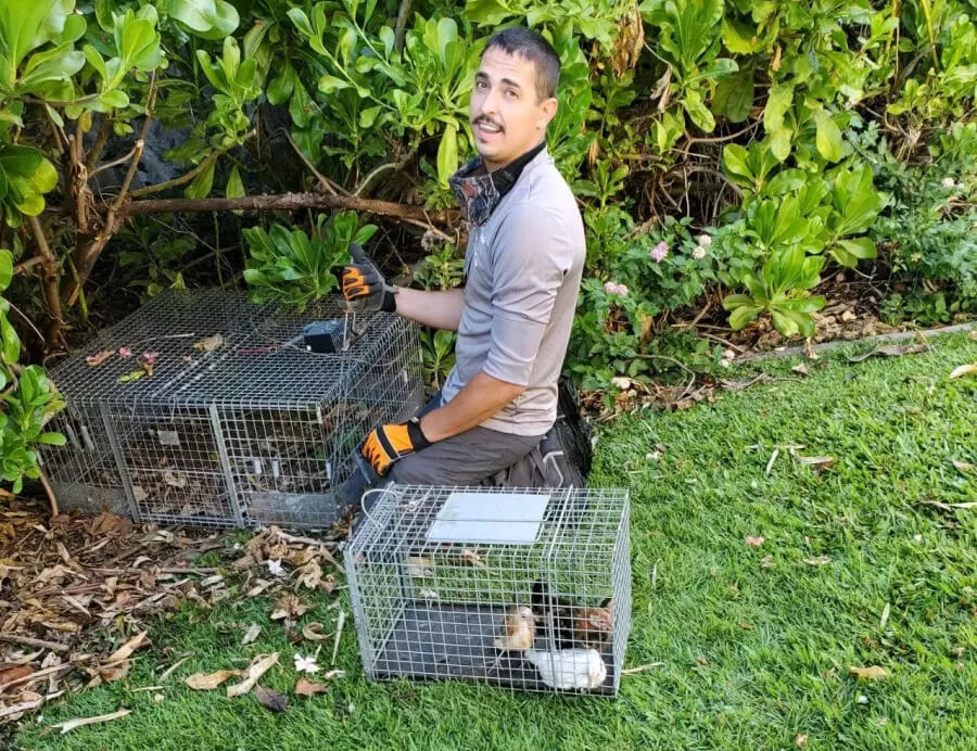 bee removal aapolei