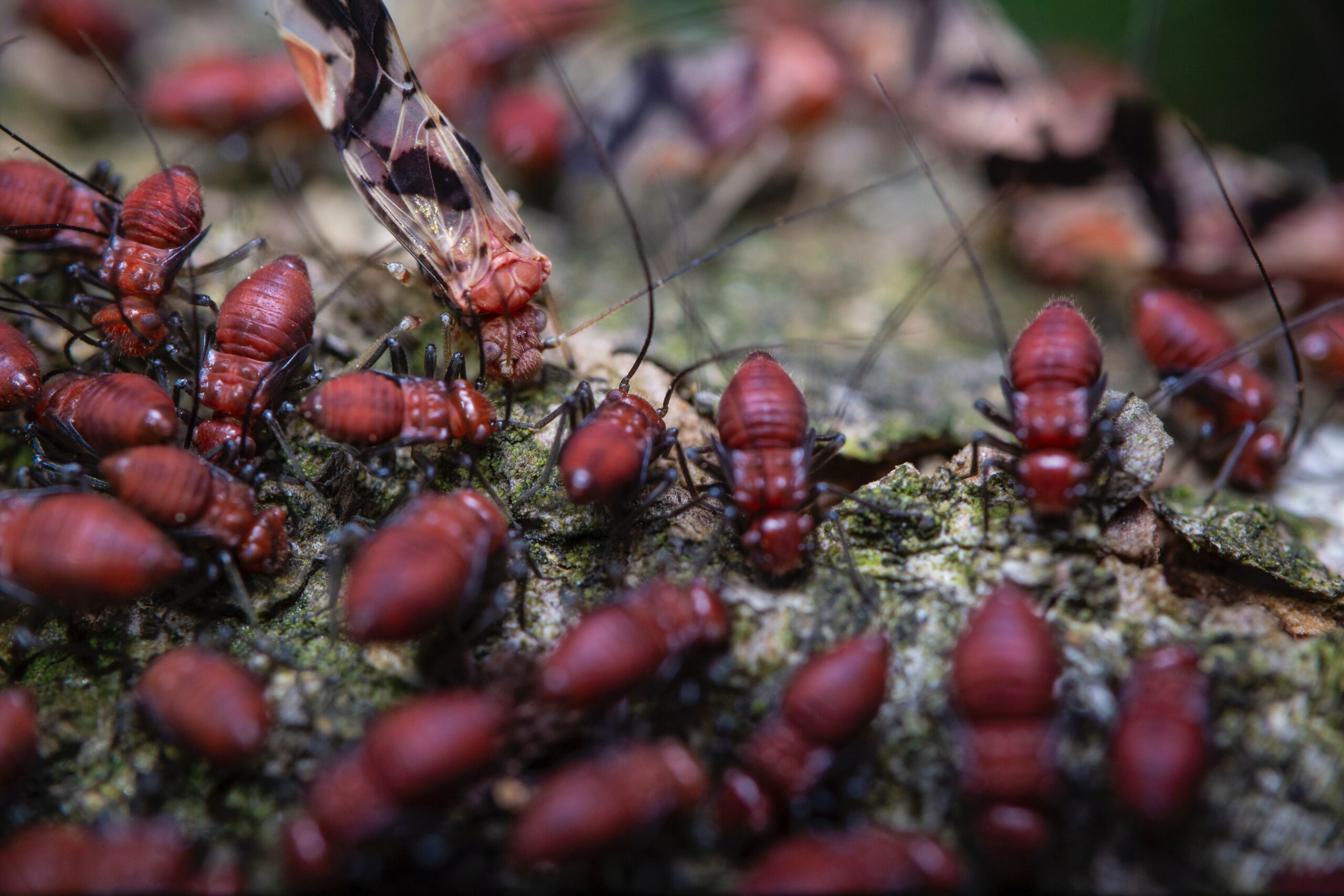Termite Inspection Oahu