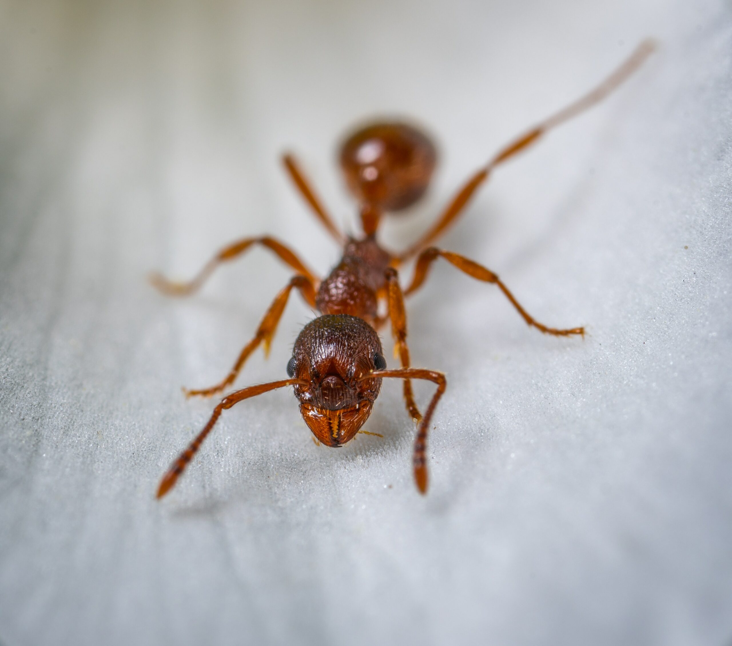 Looking for the Best Exterminator on Oahu for Ants?