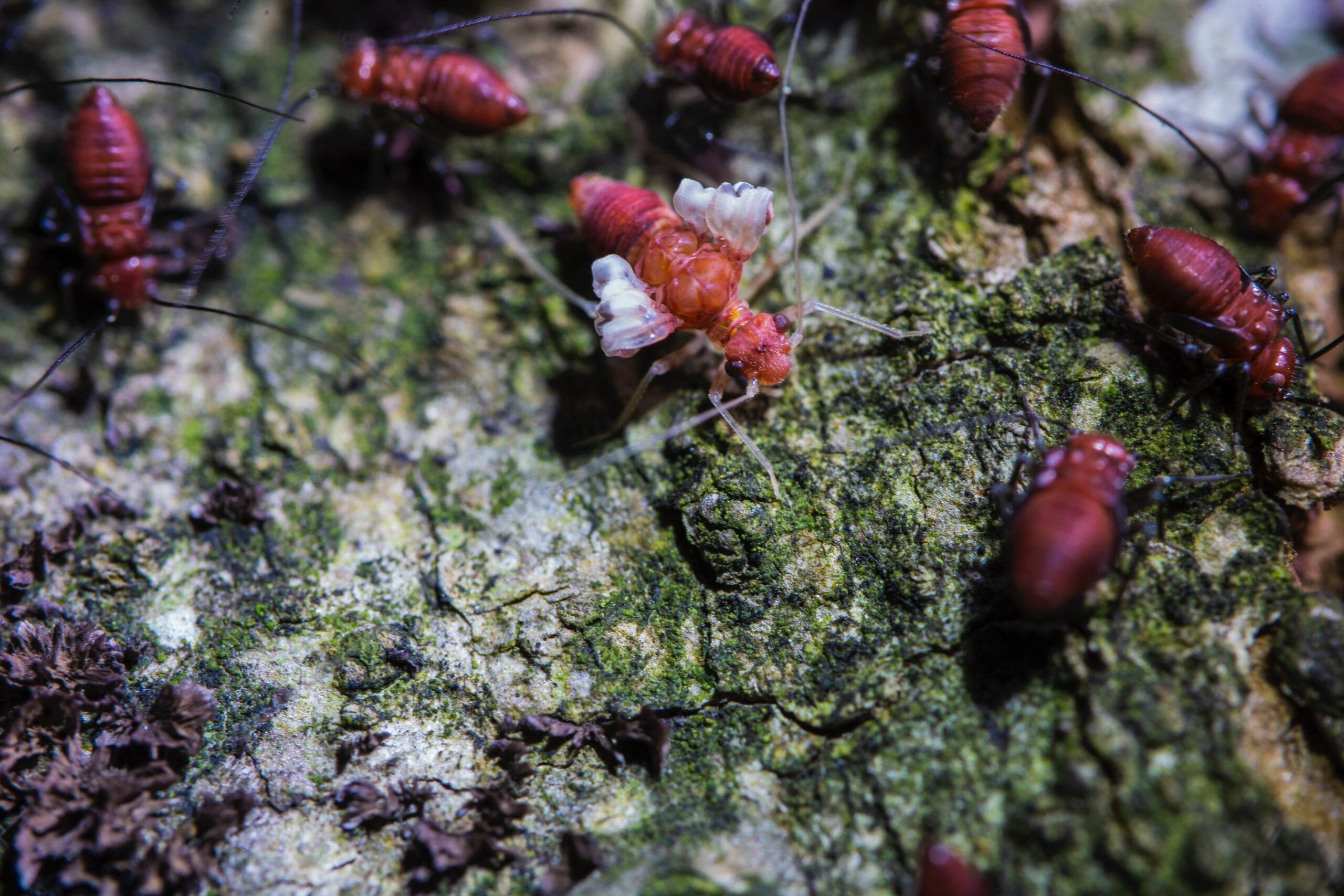 Pest Control 101: Termite Companies on Oahu
