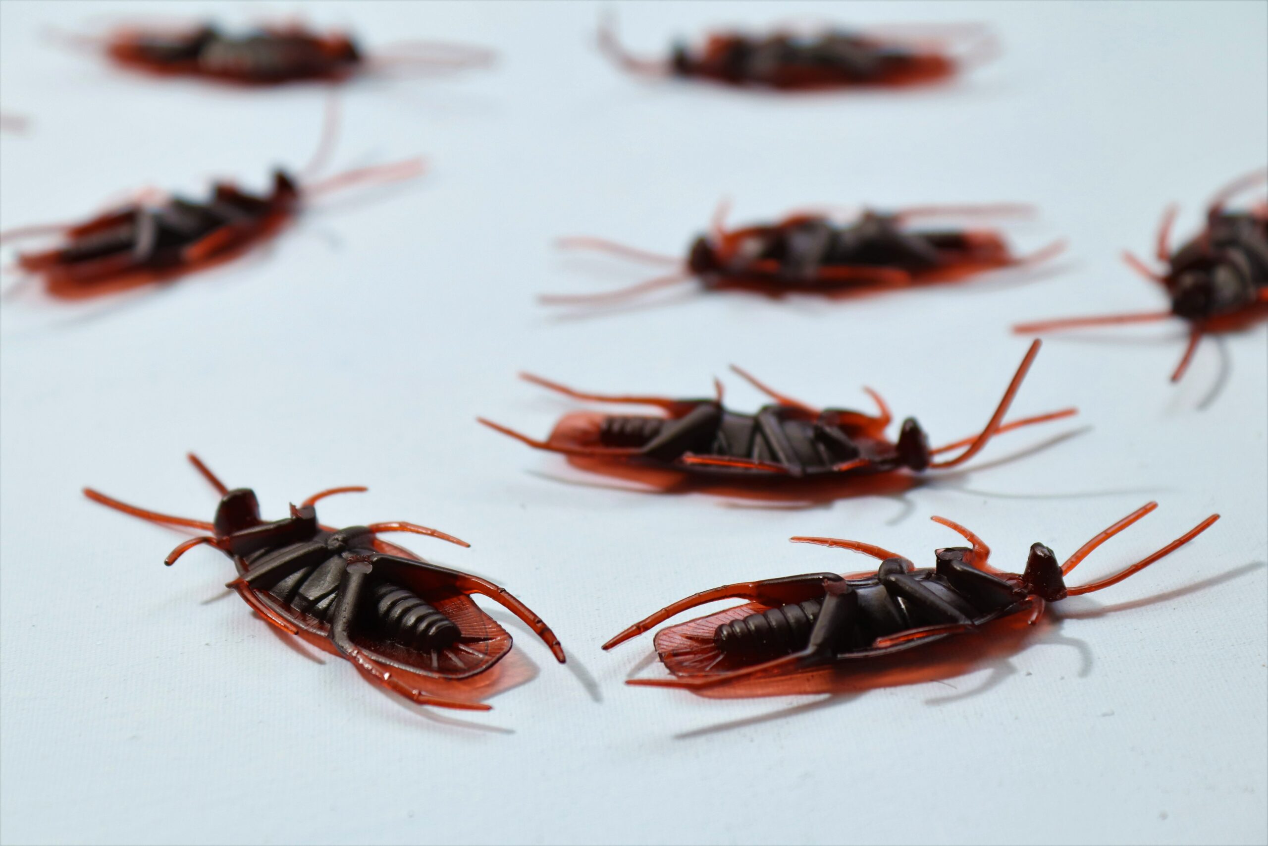 Are Roaches Common in Hawaii? And Other Gross Roach Questions Answered!