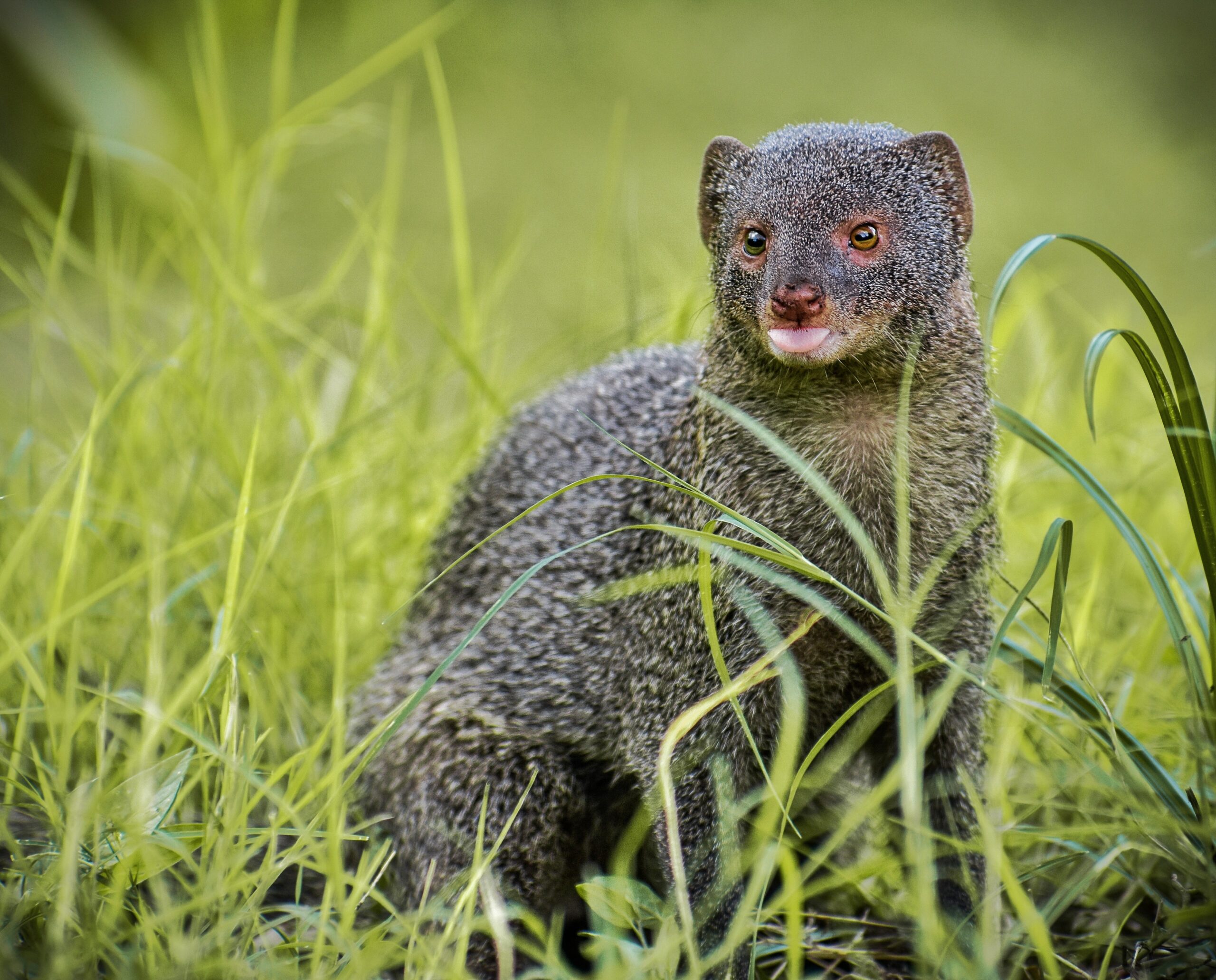 How to Get Rid of Mongoose in Hawaii: A Handy Guide