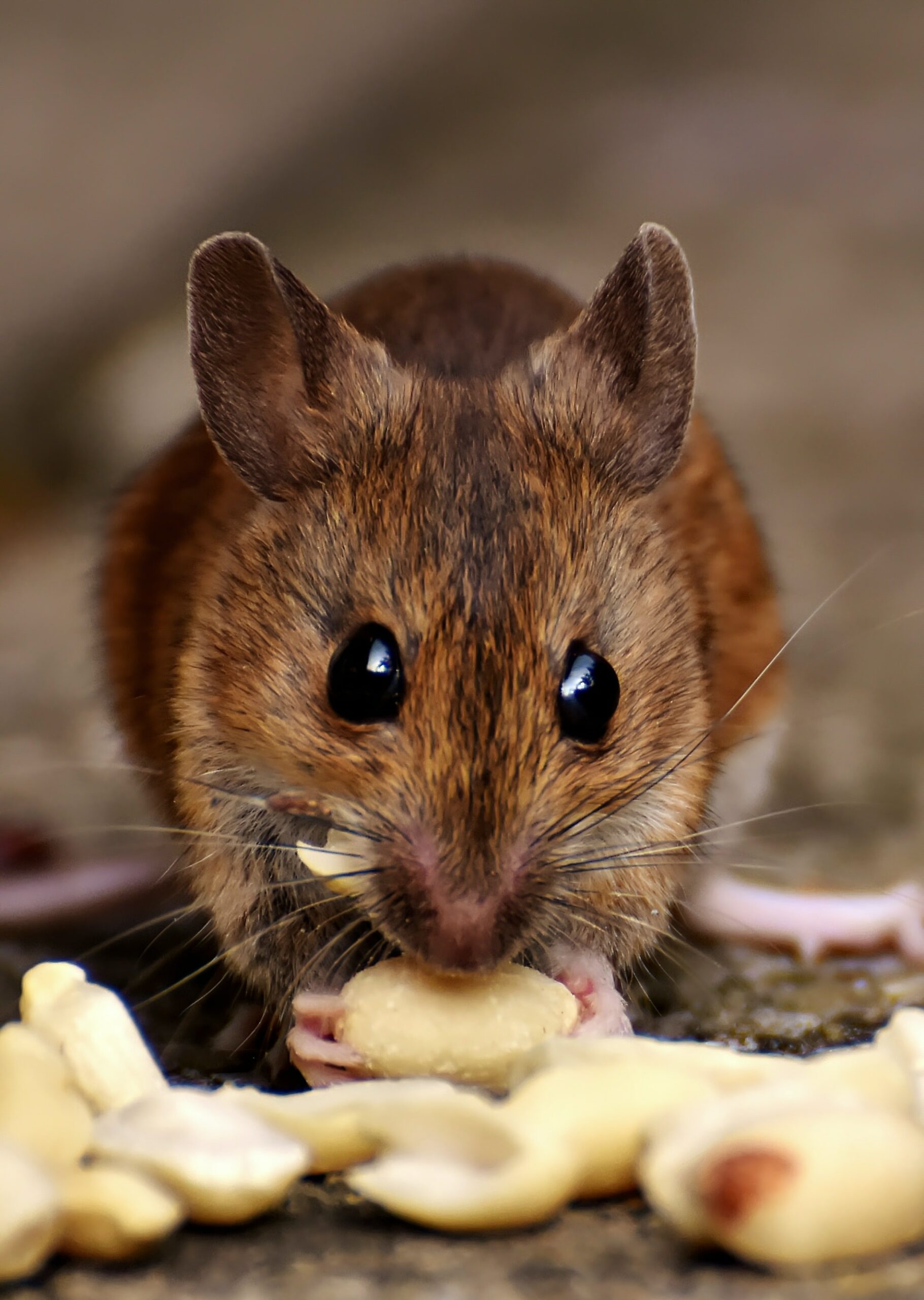 Rodents on Oahu: Not-So-Welcome Visitors