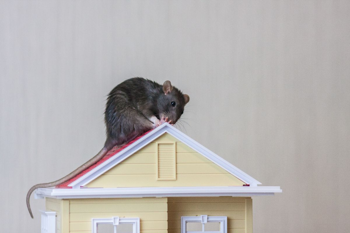 Does Oahu Have Roof Rats?