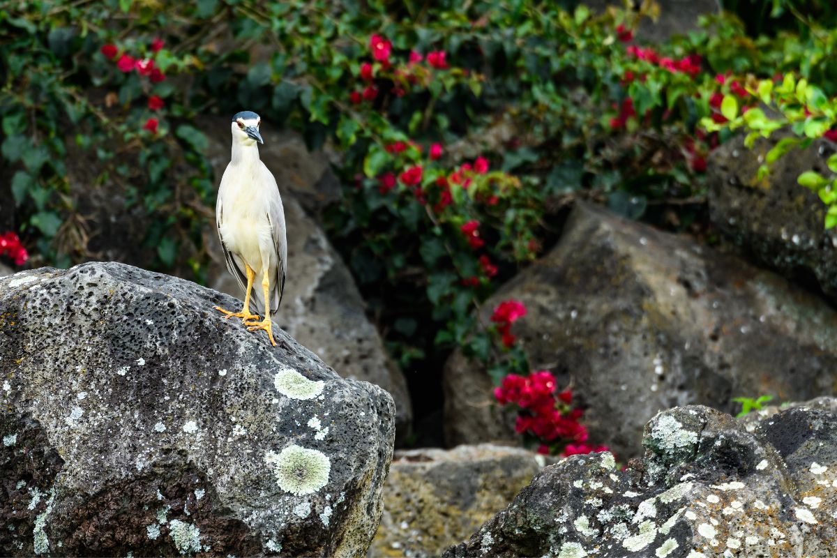 The Most Common Backyard Birds of Oahu
