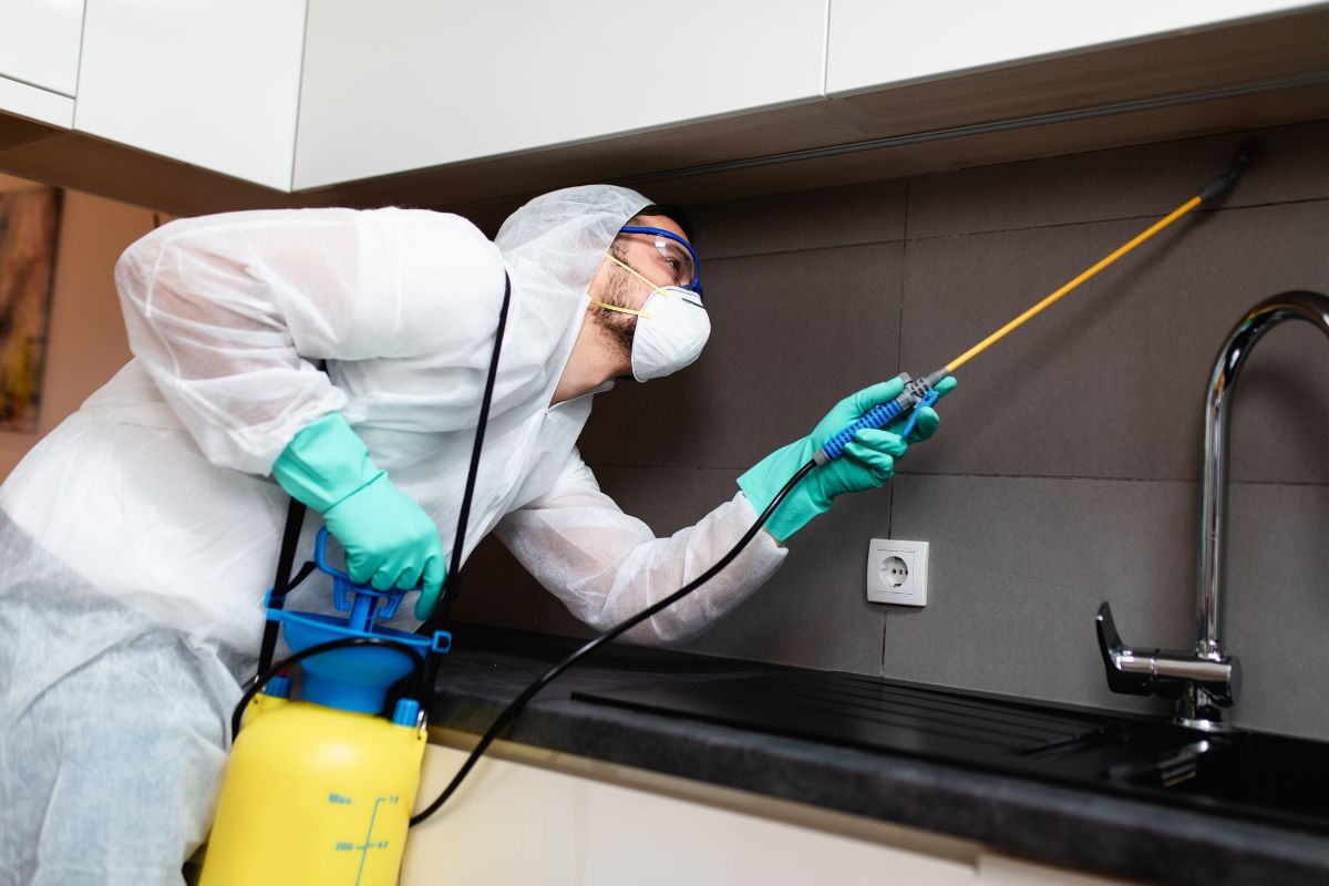Finding the Best Affordable Pest Control on Oahu: 4 Considerations