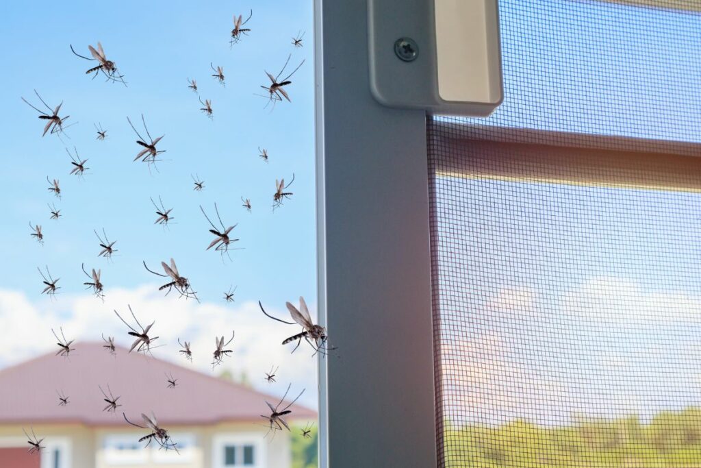 Install mosquito screens