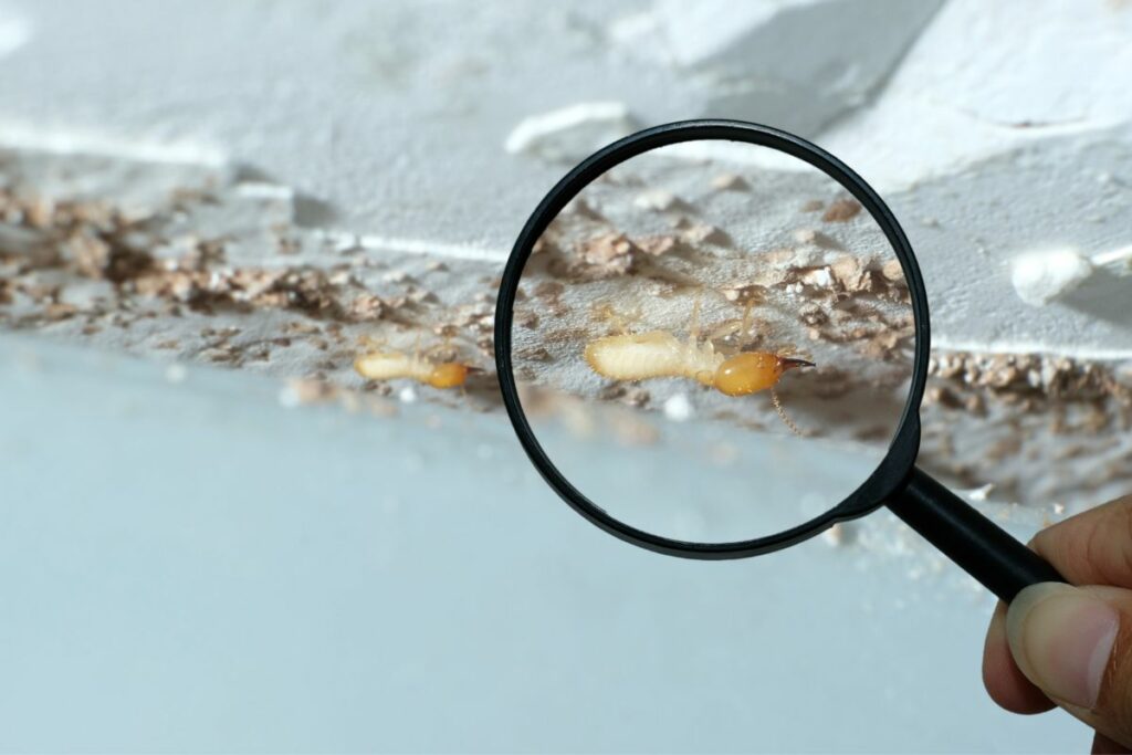 Termite inspections for home purchases