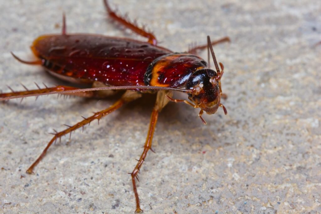 American cockroach 