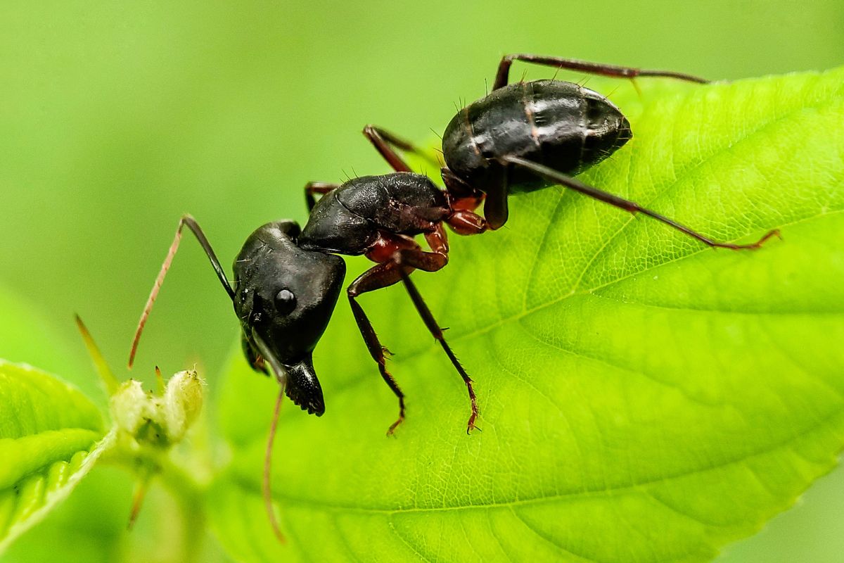 Ants in Oahu