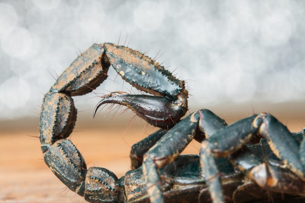 Are scorpions stings dangerous
