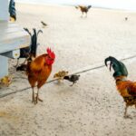 Can You Kill a Chicken on Oahu