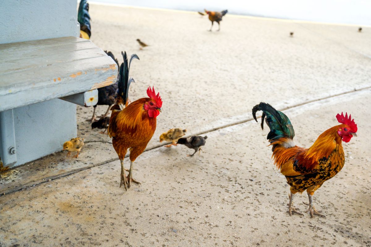 Can You Kill a Chicken on Oahu? A Quick Explainer