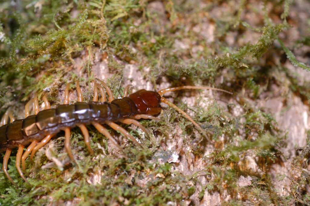 Centipede on a tree in Oahu