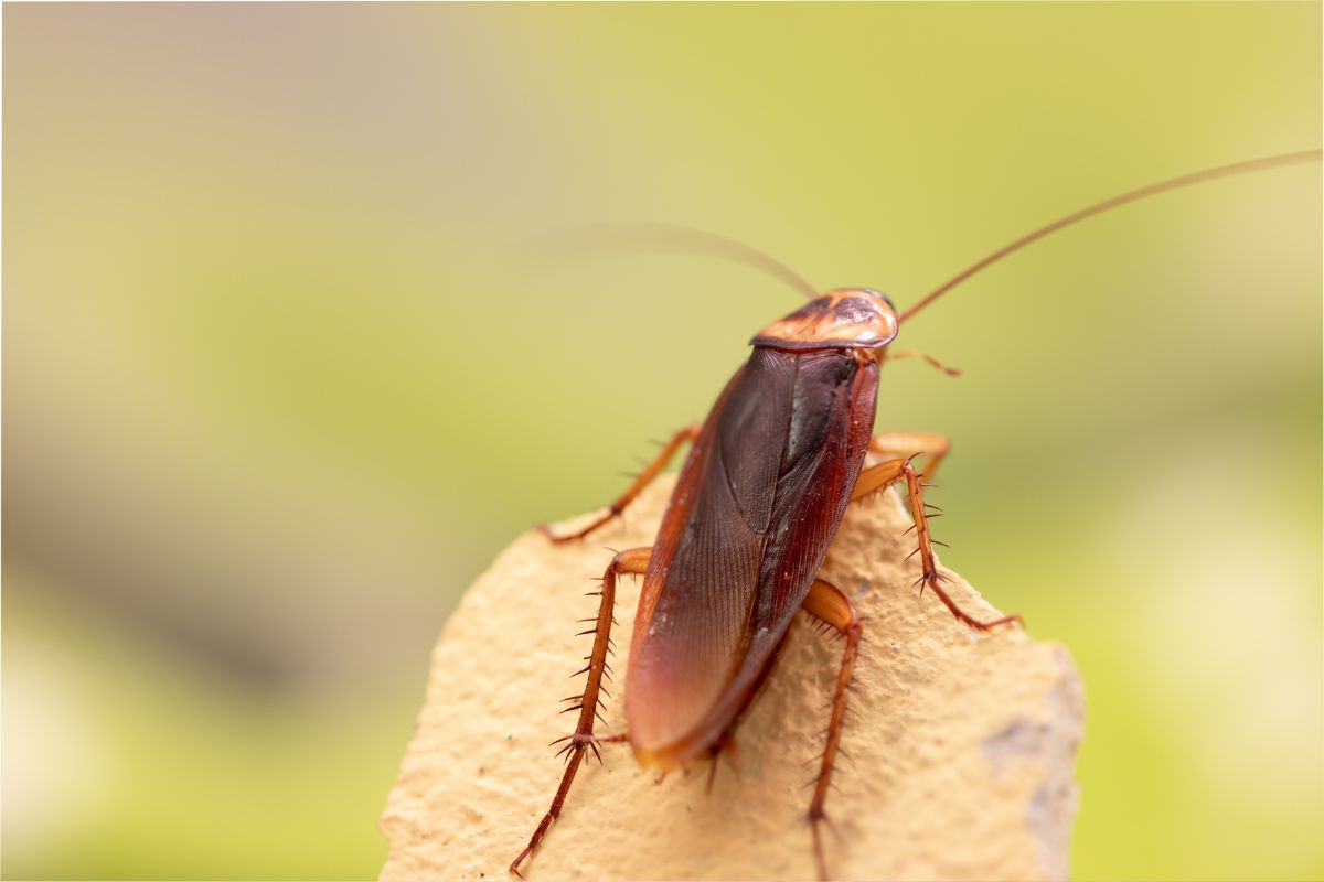 Cockroach in Oahu