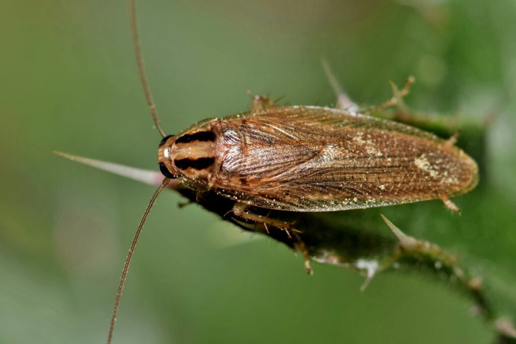 German cockroach 