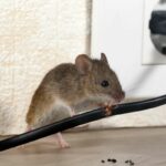 House Mouse Control in Oahu