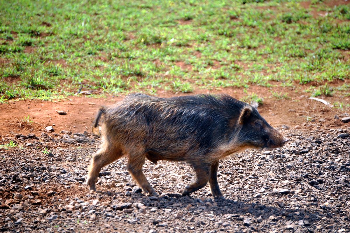 How to Get Rid of Wild Pigs in Hawaii