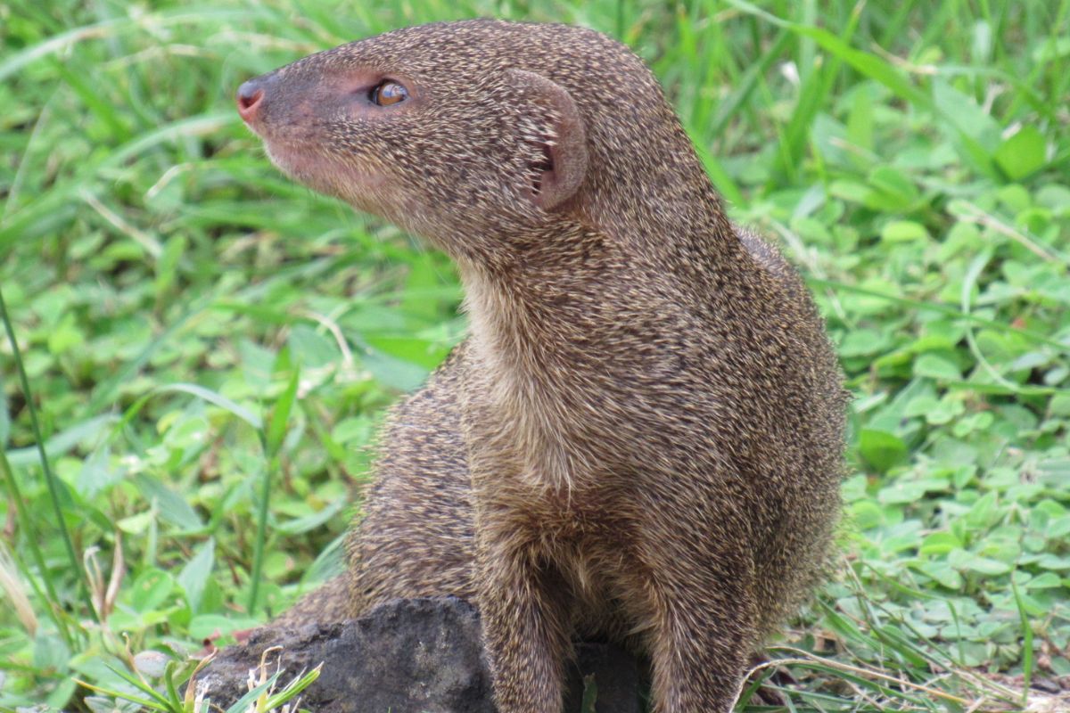 Everything You Need to Know about the Mongoose in Oahu