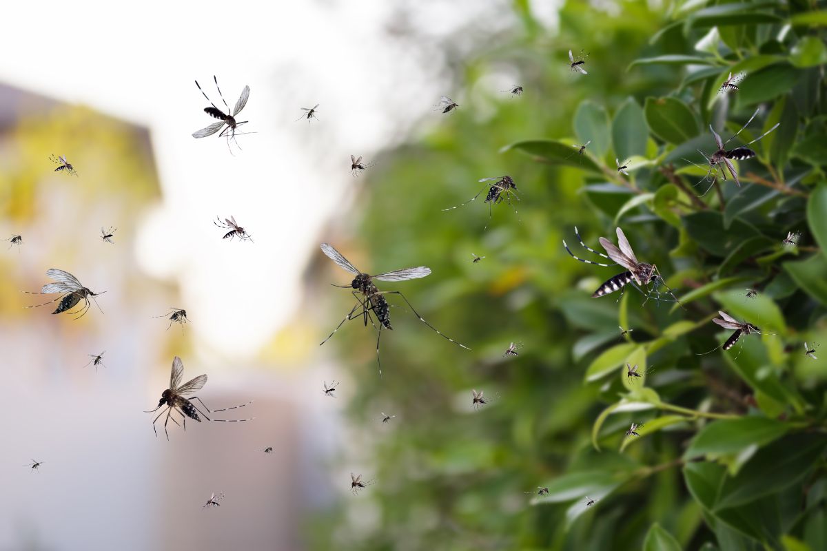 Mosquitoes in Oahu