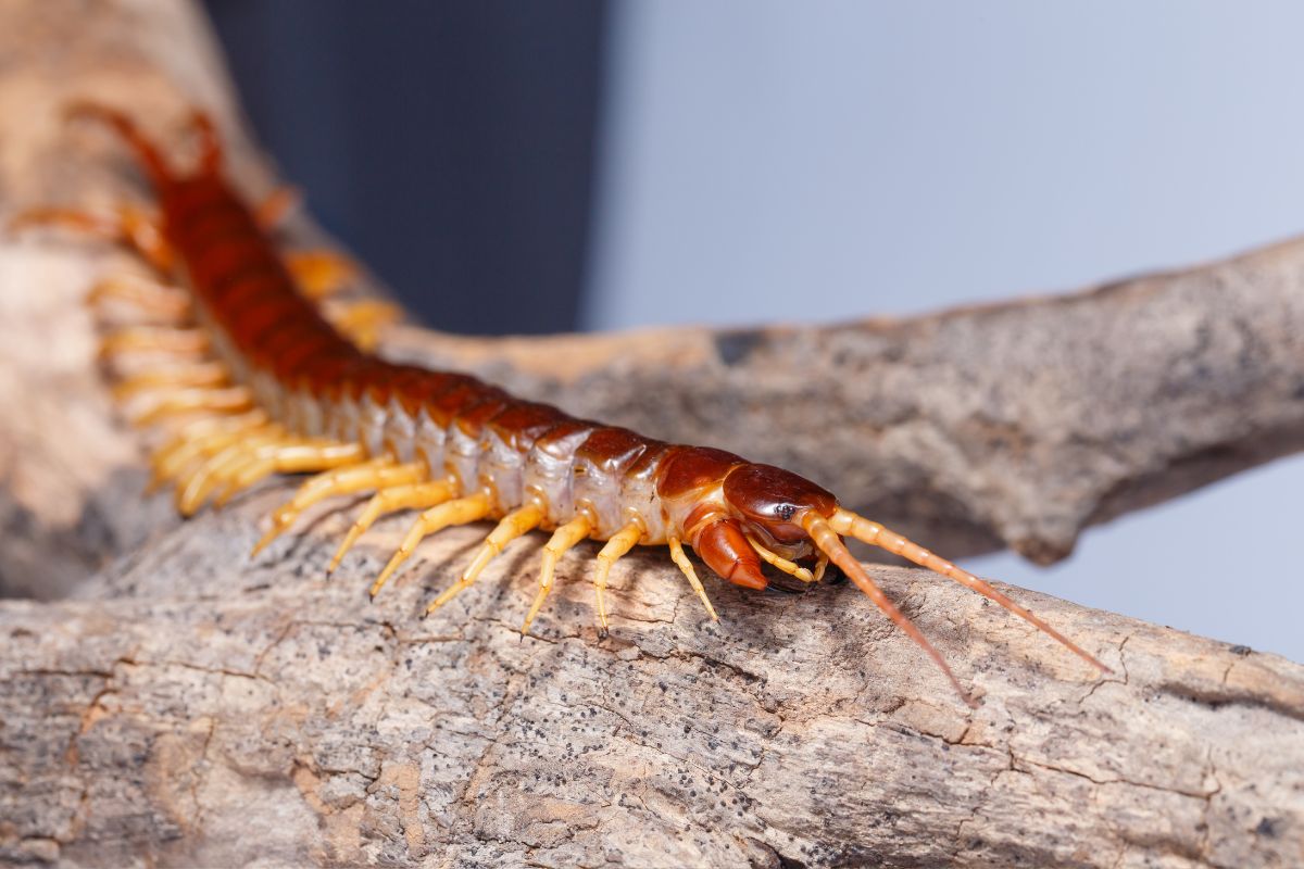 Oahu Centipede