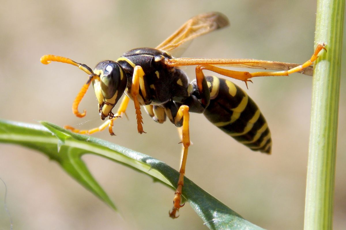 7 Signs You Have an Oahu Wasp Infestation