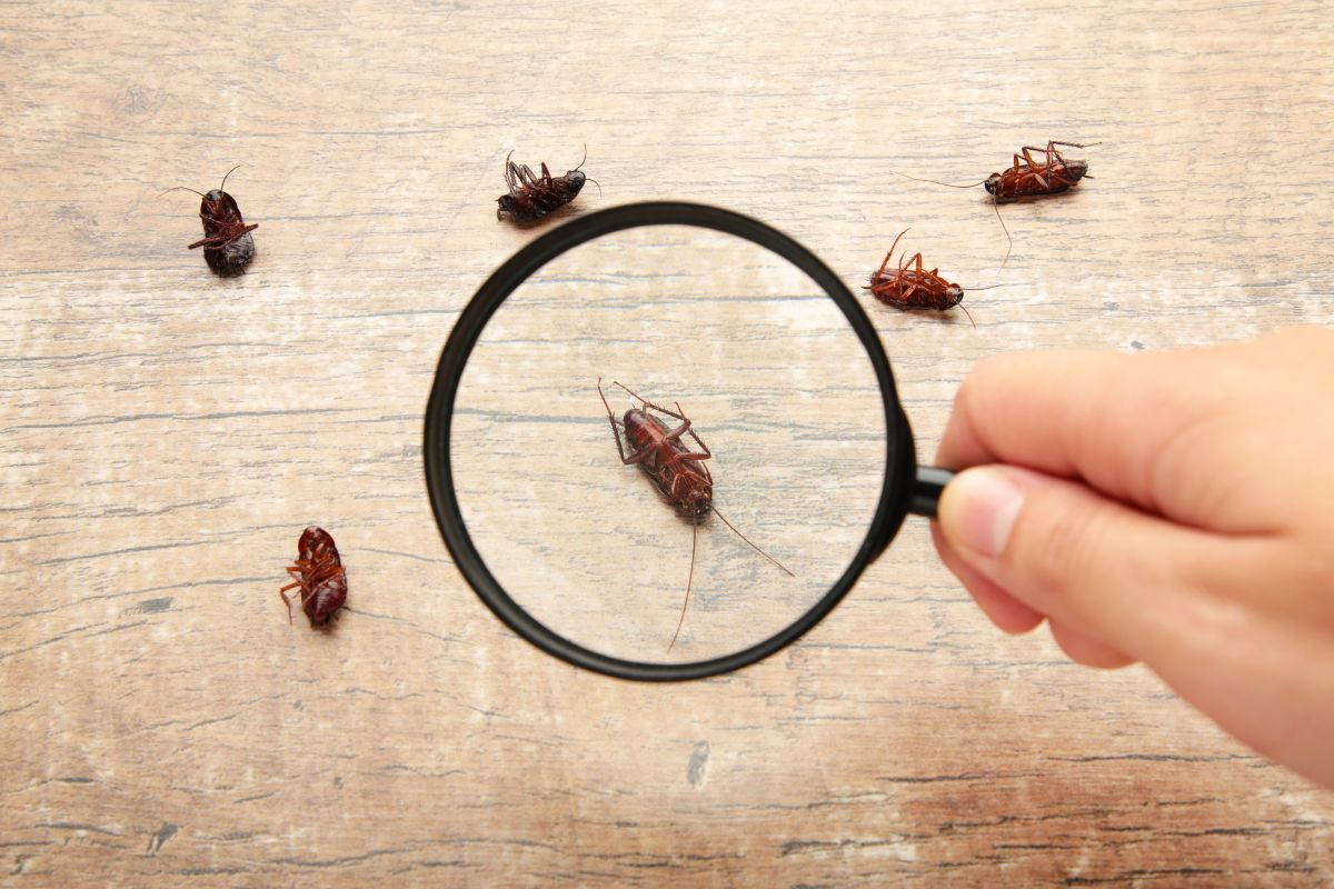 Top 7 Signs Your Home Is Infested with Roaches in Oahu