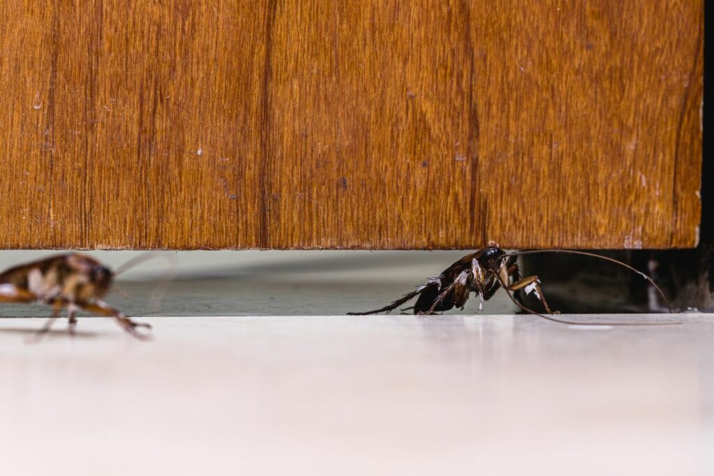 Roaches sneaking into a Hawaiian home