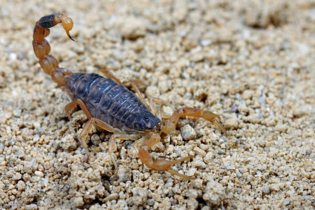Scorpions in Oahu