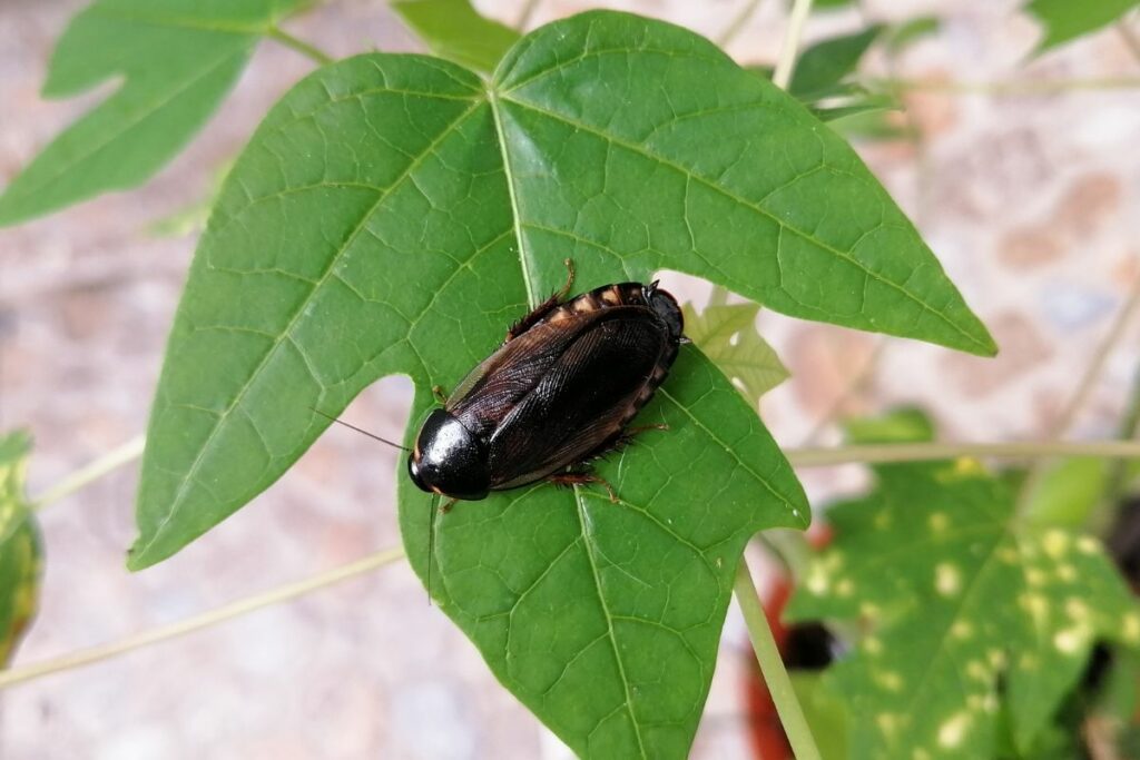 Surinam cockroach 