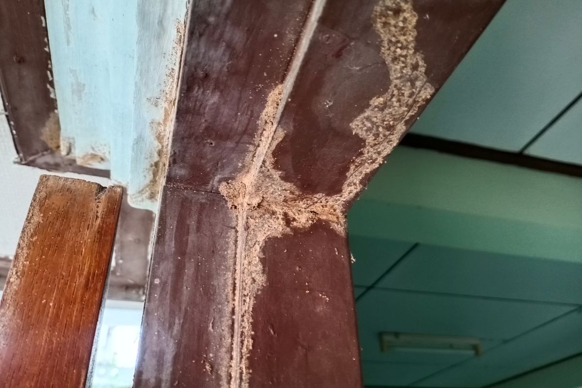 Termite damage in Oahu
