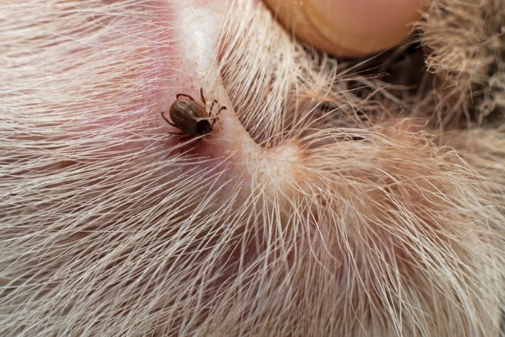 Tick on a dog in Hawaii