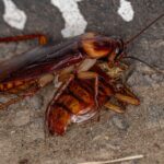 Why Does Hawaii Have So Many Roaches