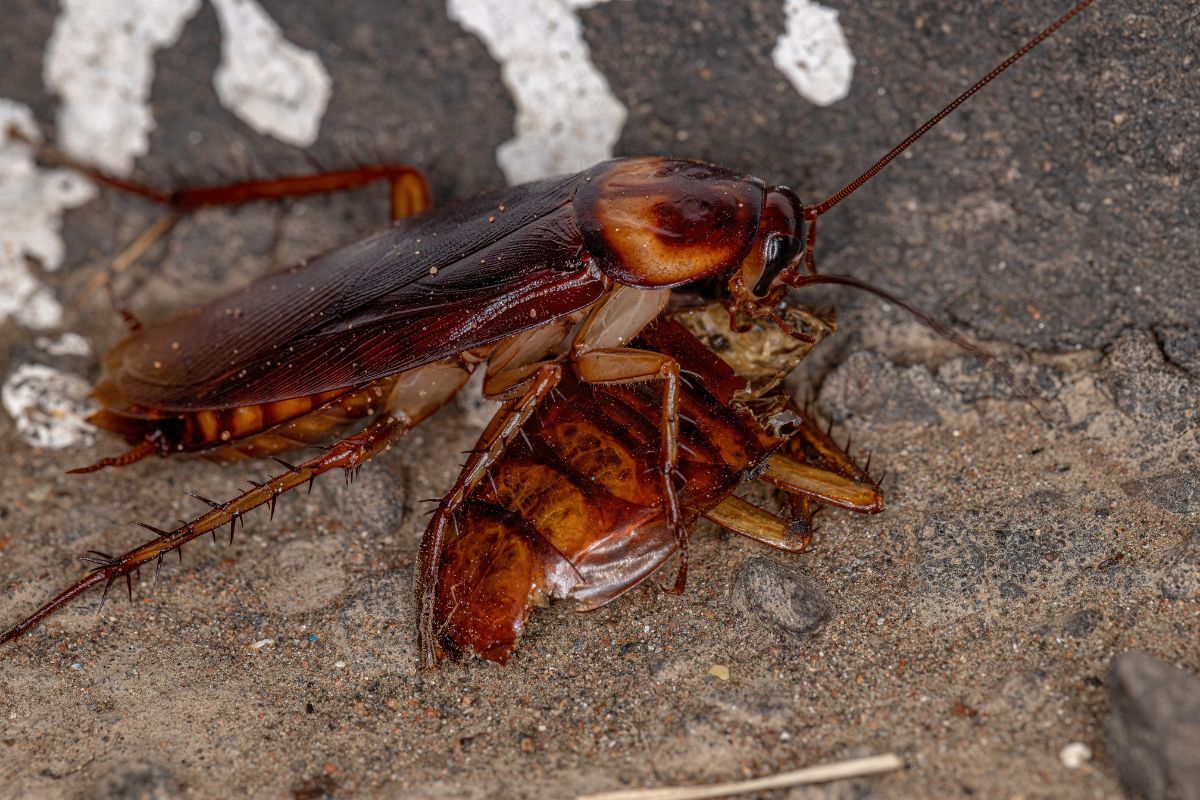Why Does Hawaii Have So Many Roaches