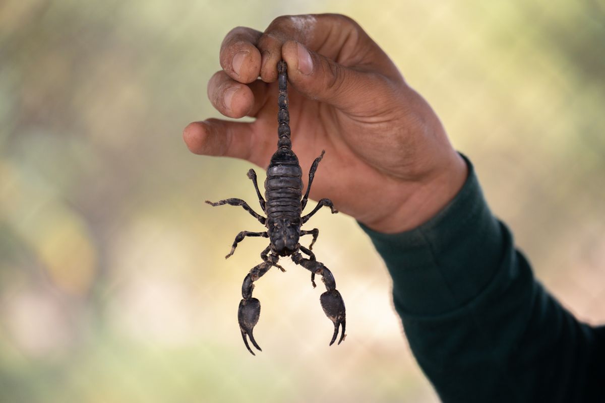 Are There Scorpions in Oahu? Here’s Everything You Need to Know