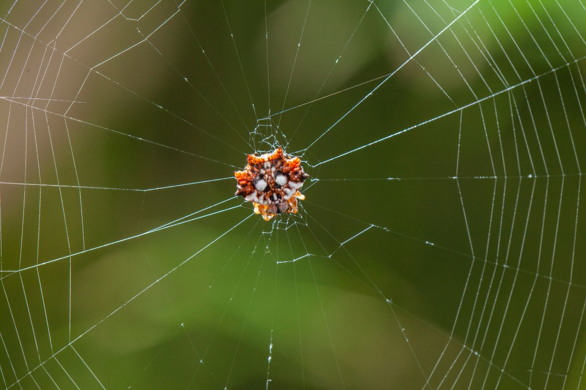 spider season in Oahu