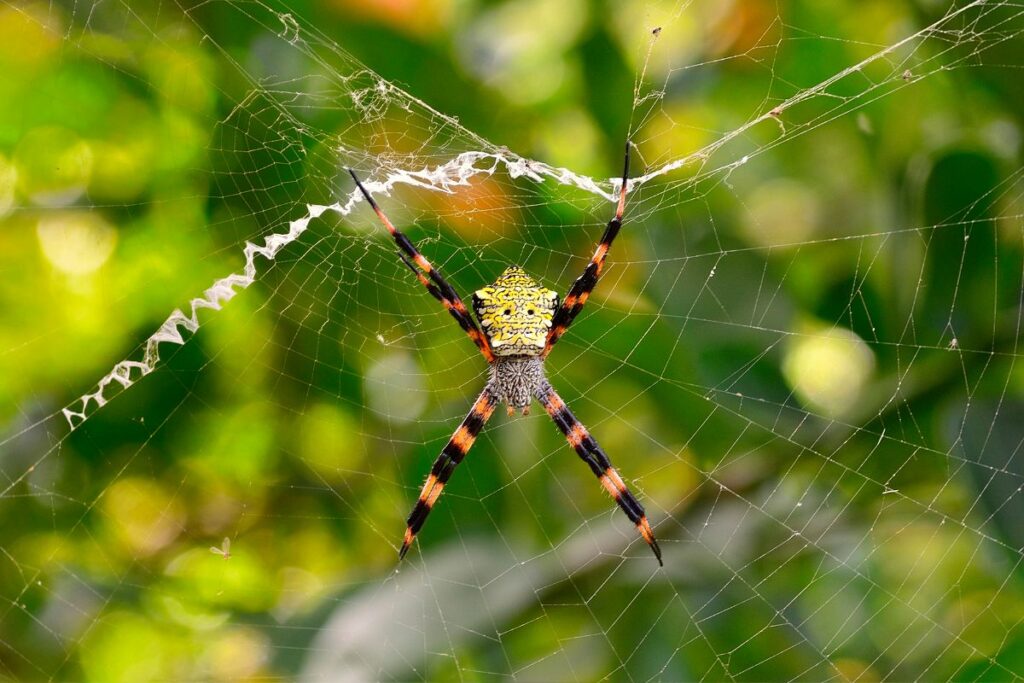 spiders in Oahu